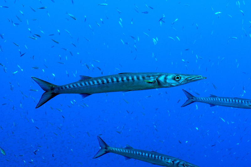 Barracuda (Sphyraena viridensis) in porticciolo